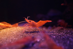 ポーズをとる海老