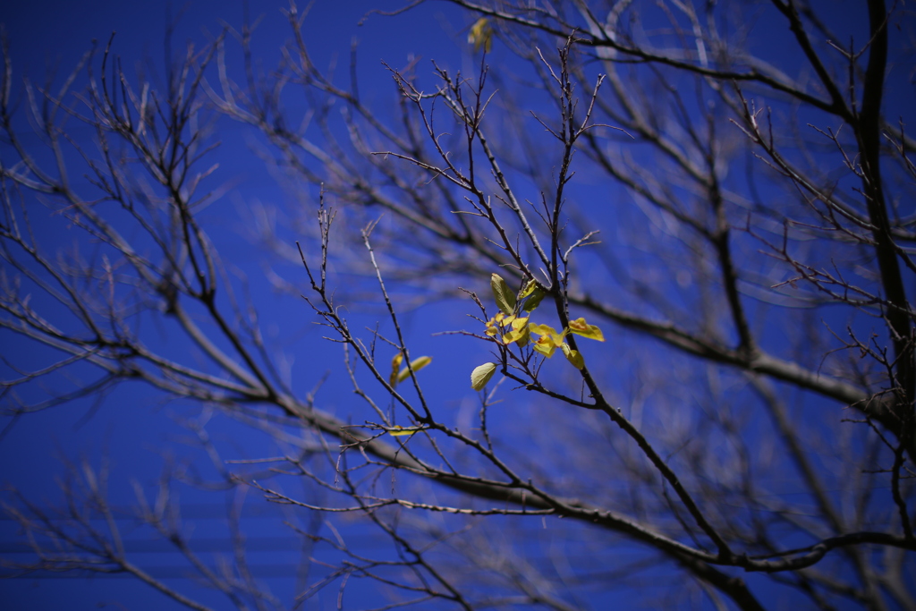 先駆けるミドリ