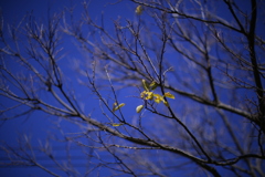 先駆けるミドリ