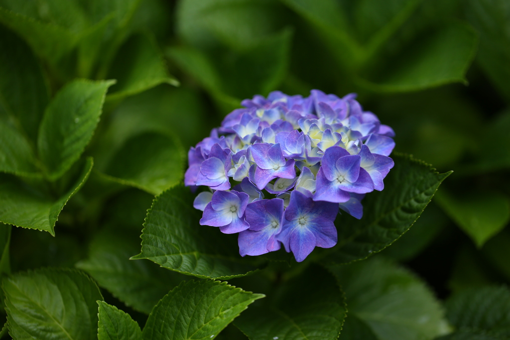 実家の紫陽花