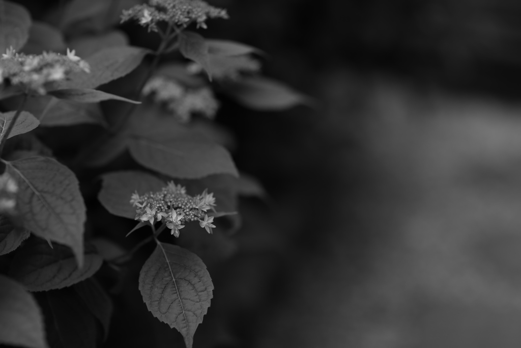 始まった美山八重紫