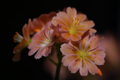 レウィシアというのさ