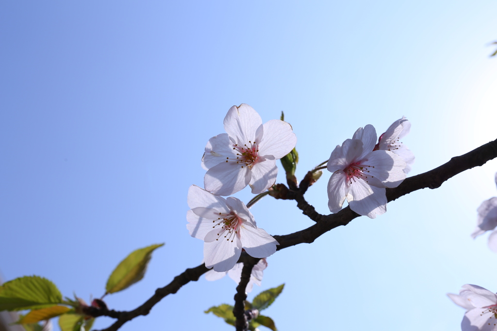 平成最後の桜にします。