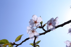 平成最後の桜にします。