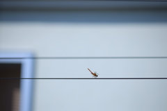 暑中お見舞い申し上げます。