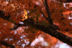 今年の紅葉、いただきました。