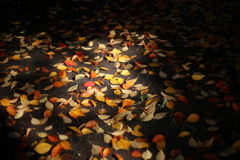 木漏れ日が射していた 木漏れ日が射していた