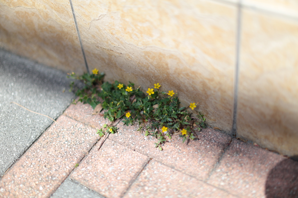モシャモシャパッパと小さな花