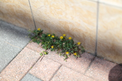 モシャモシャパッパと小さな花