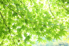 爽やかに