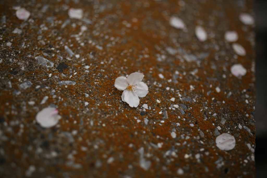 桜という花について思ふ。