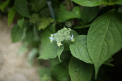 始まった美山八重紫