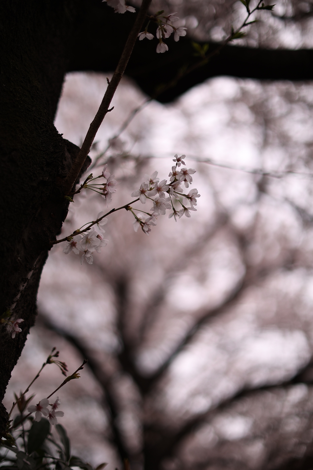 雨のち桜
