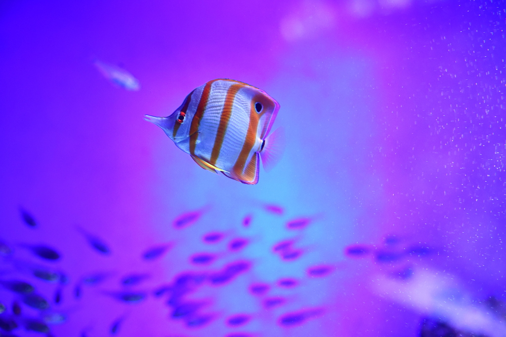 ハシナガチョウチョウウオ