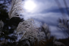 穂、ヒカル。 穂、ヒカル。