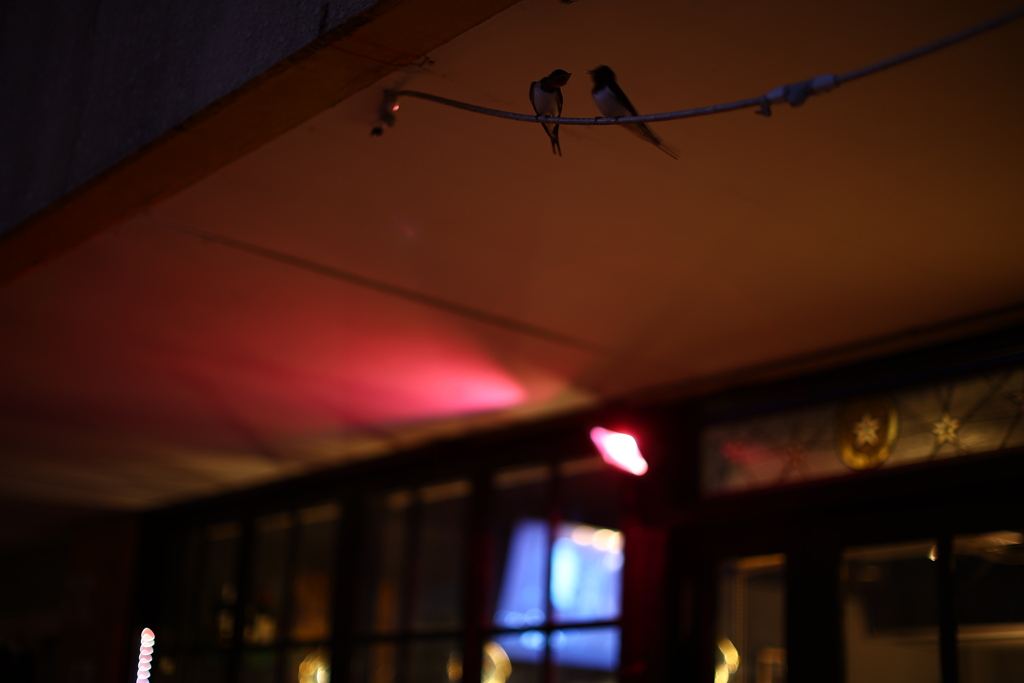 燕の夫婦か！？