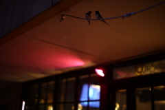 燕の夫婦か！？