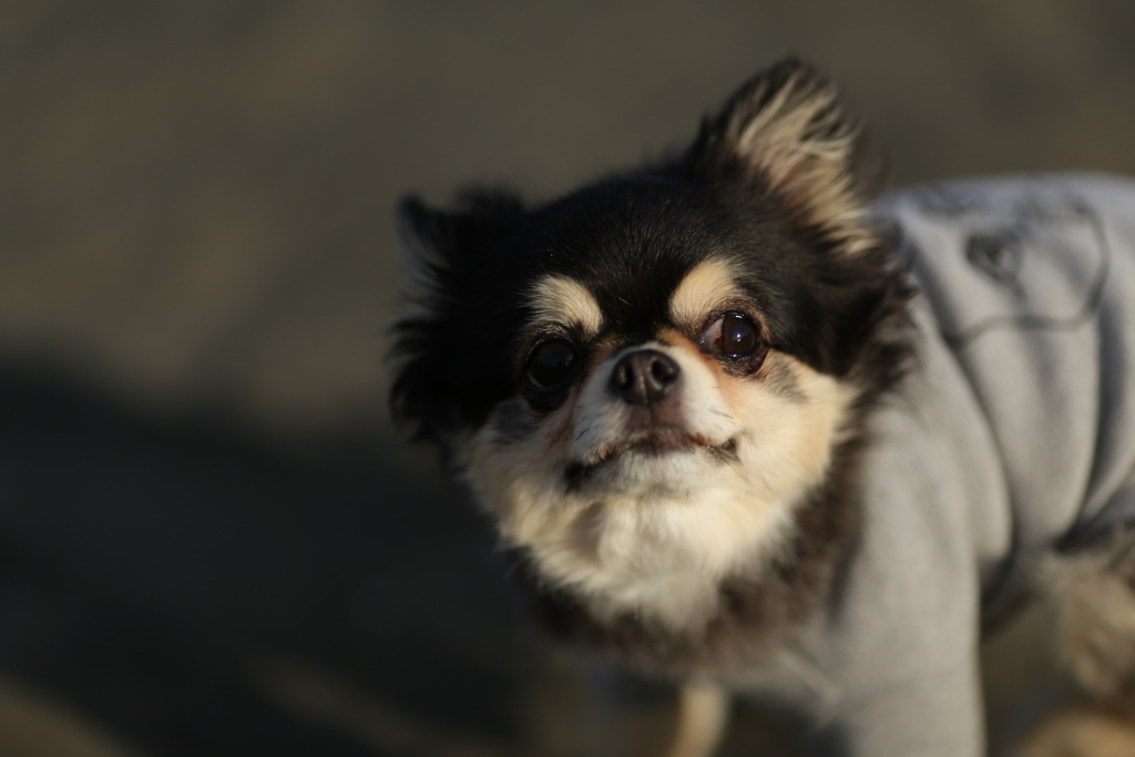 ぼるびさん居たｗ