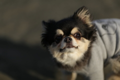 ぼるびさん居たｗ