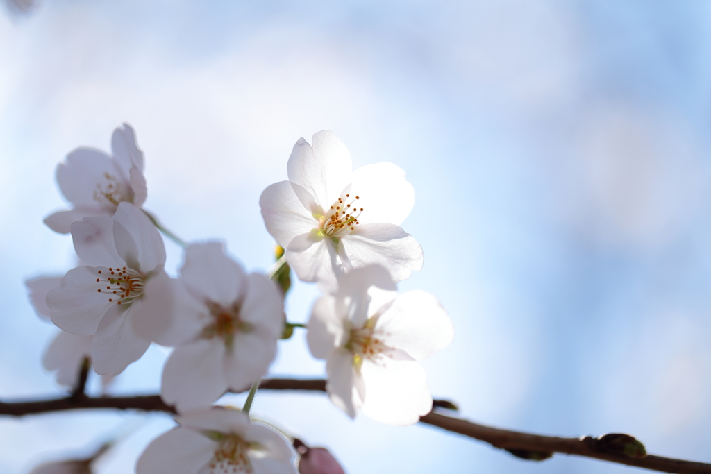 桜2018⑦