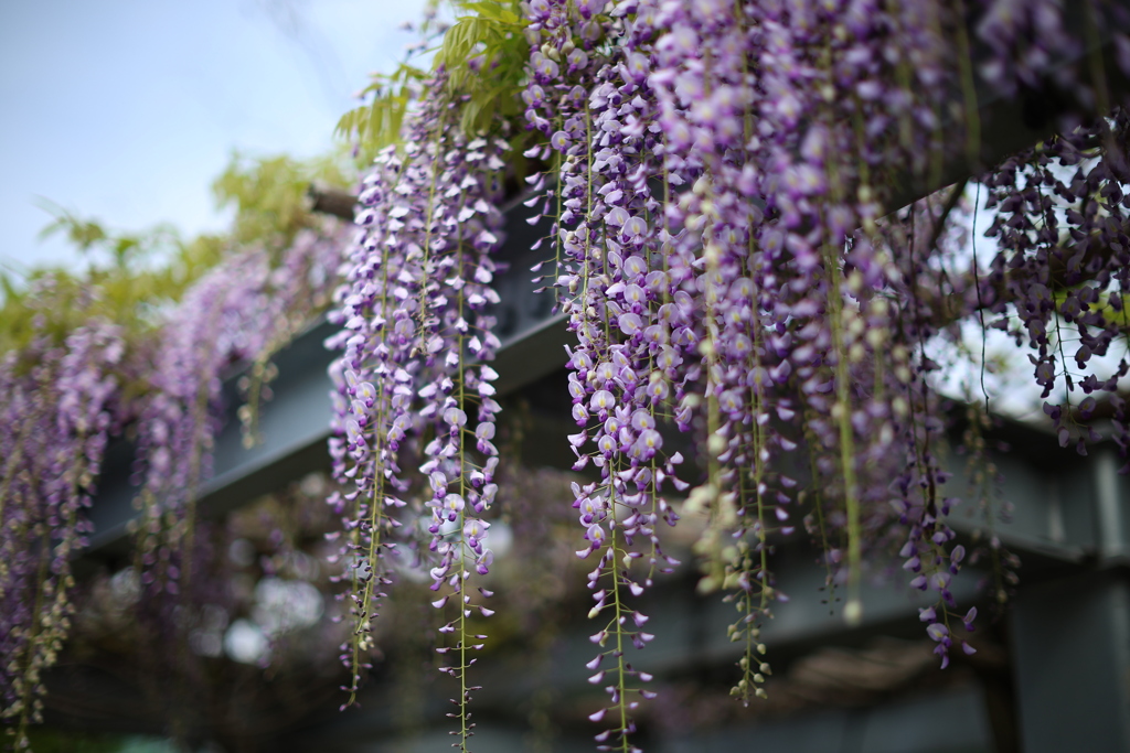 はじめましての藤の花