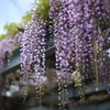 はじめましての藤の花
