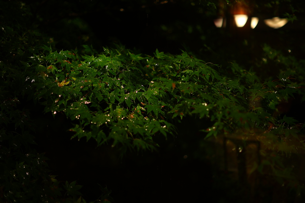 ダイニングにて