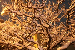 南　降雪
