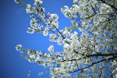 青空と満開の桜を撮った。