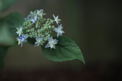 淡く紫の花