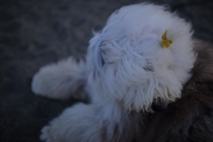 Old English Sheepdog