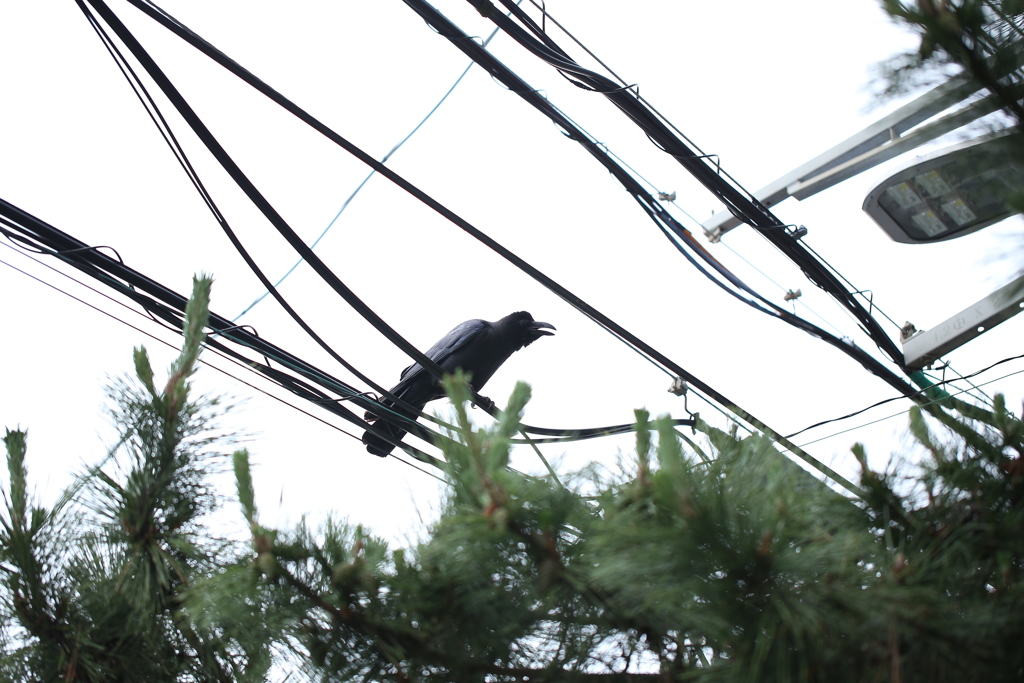 カァ～やるねぇ～