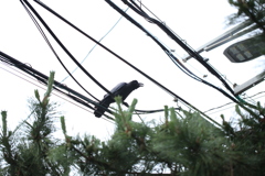 カァ～やるねぇ～