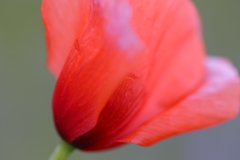 花の写真