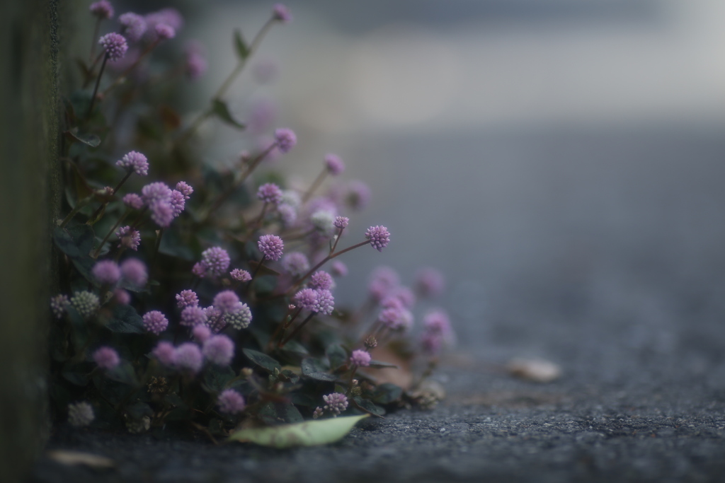 路傍の花