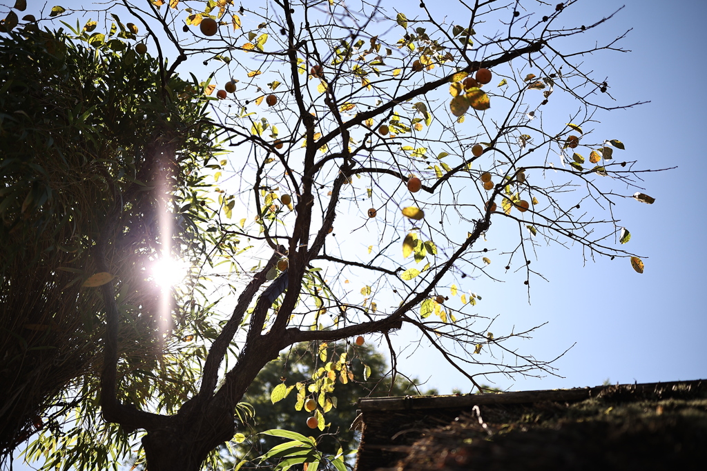 柿食えば。。。