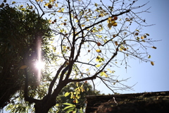 柿食えば。。。