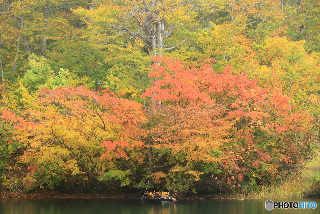 紅葉三昧