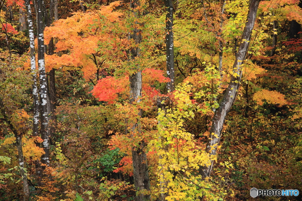木立ちに生える
