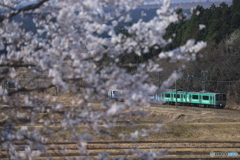 桜とローカル電車