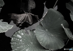 雨滴