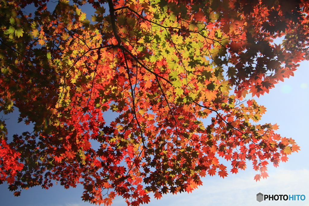 紅葉 黄葉