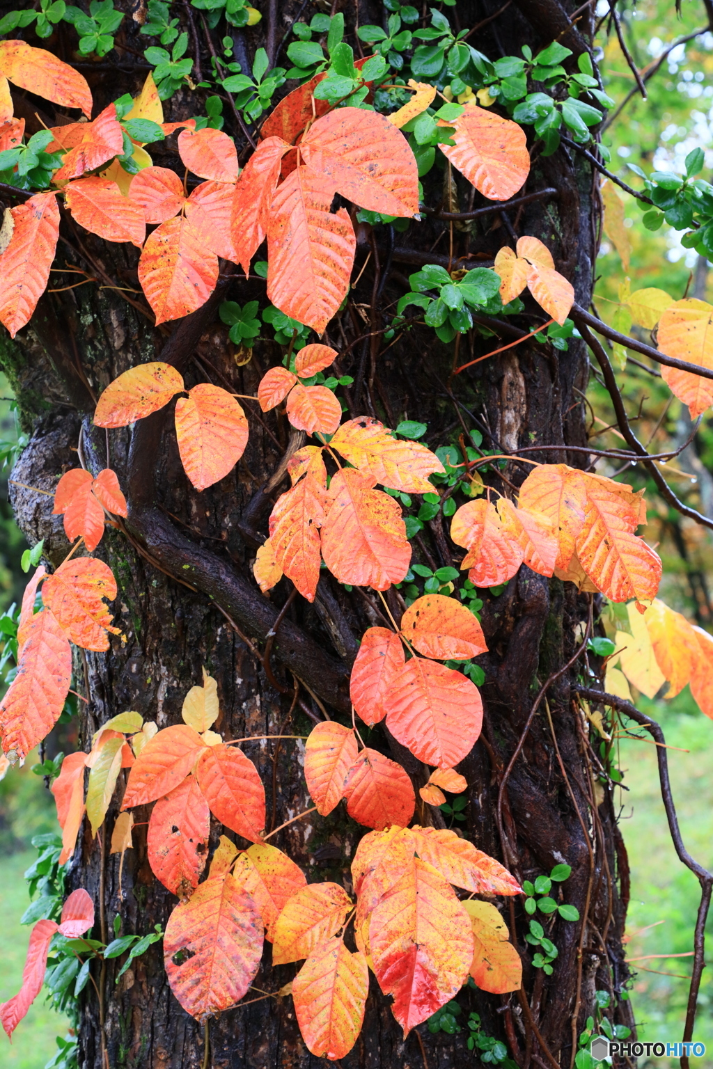 蔦紅葉