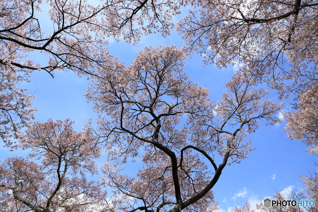 天空のピンクのシャンデリア