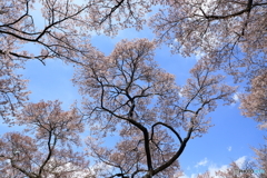 天空のピンクのシャンデリア