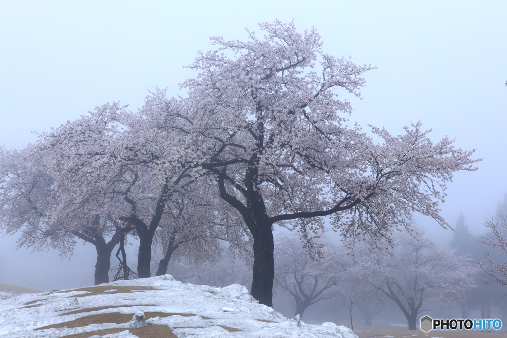 残雪に桜