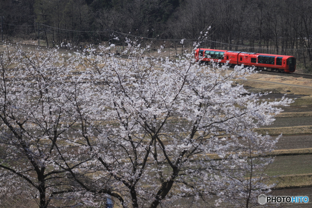 桜と雪月花