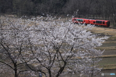 桜と雪月花