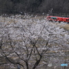 桜と雪月花
