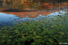 湖映のいもり池